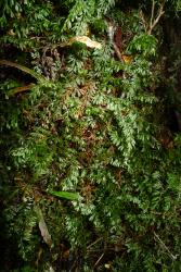 Hymenophyllum peltatum. Plants growing epiphytically on a tree fern trunk. 
 Image: L.R. Perrie © Te Papa 2012 CC BY-NC 3.0 NZ